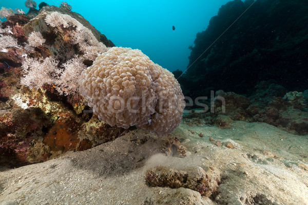 Bolha coral mar vermelho água peixe natureza Foto stock © stephankerkhofs
