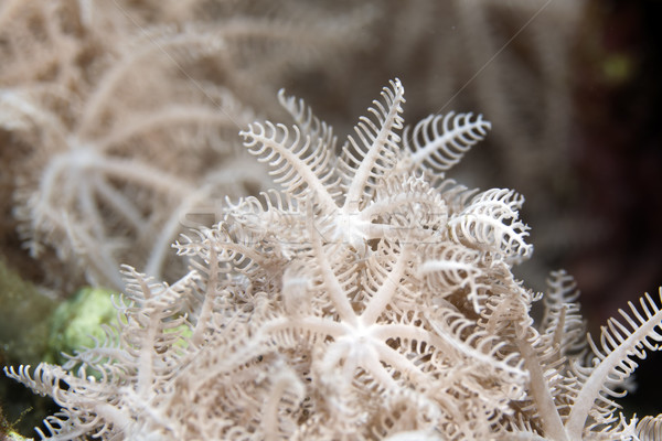 Feathery xenid (authelia glauca) in the Red Sea. Stock photo © stephankerkhofs