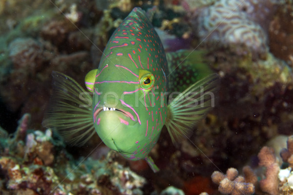 Abudjubbe wrasse (cheilinus abjubbe) in the Red Sea. Stock photo © stephankerkhofs