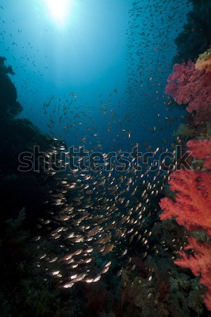 Glassfish and ocean in the Red Sea. Stock photo © stephankerkhofs