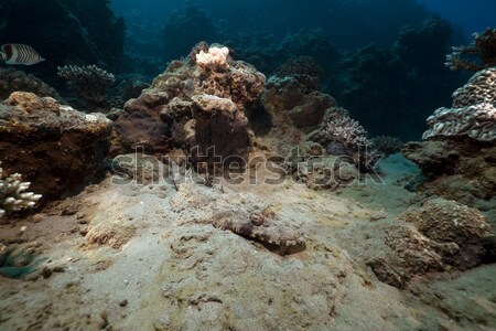 Bluespotted stingray in the Red Sea. Stock photo © stephankerkhofs