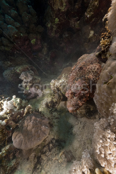 Stock photo: Scorpionfish  in the Red Sea.