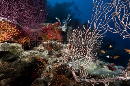 ストックフォト: 紅海 · 水 · 魚 · 自然 · 風景