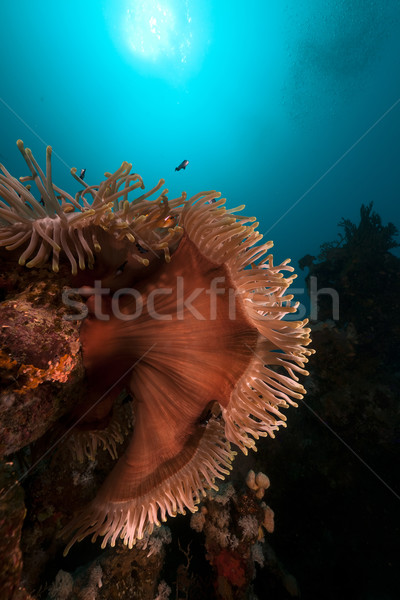 Magnificent anemone (heteractis magnifica) in the Red Sea. Stock photo © stephankerkhofs