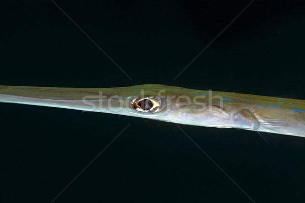 Needlefish close-up in the Red Sea. Stock photo © stephankerkhofs