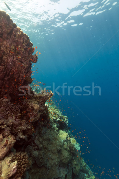 Fish and tropical reef in the Red Sea. Stock photo © stephankerkhofs