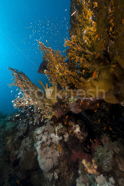  Fish and coral in the Red Sea. Stock photo © stephankerkhofs