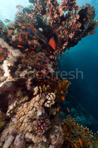 Tropical reef in the Red Sea. Stock photo © stephankerkhofs