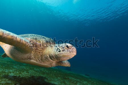 Stockfoto: Groene · schildpad · rode · zee · vis · natuur · landschap
