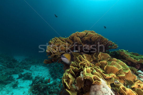 Elephant ear coral (mycedium elephantotus) in the Red Sea. Stock photo © stephankerkhofs