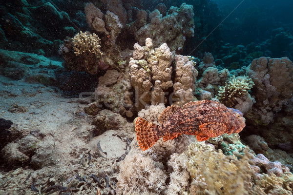 Scorpionfish  in the Red Sea. Stock photo © stephankerkhofs