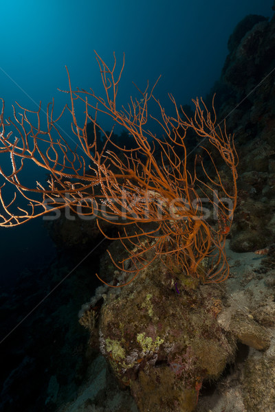 Branching black coral (anthipathes dichotoma) in the Red Sea. Stock photo © stephankerkhofs