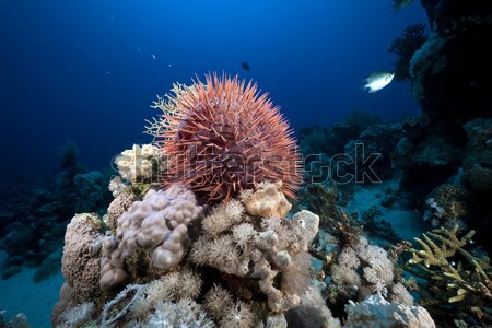 Lionfish and tropical reef in the Red Sea. Stock photo © stephankerkhofs
