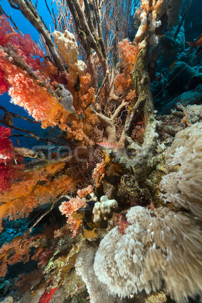 Foto stock: Tropical · mar · vermelho · peixe · paisagem · mar · fundo