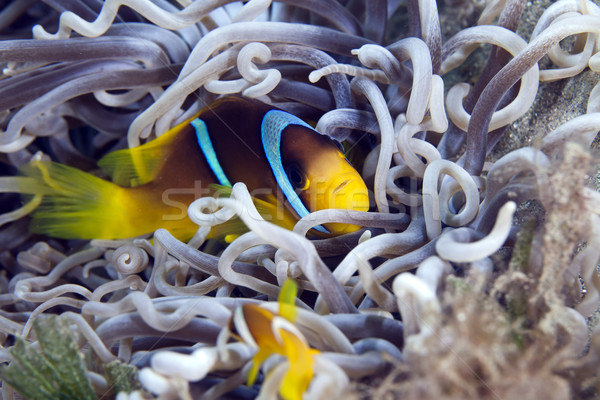 Anemonefish in a leathery anemone. Stock photo © stephankerkhofs