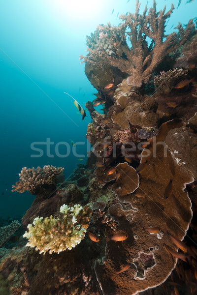 Tropical fish and coral in the Red Sea. Stock photo © stephankerkhofs