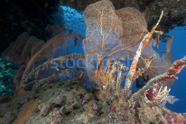 Stock photo: Seafan and tropical reef in the Red Sea.
