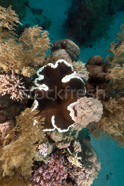 Tropical subaquático cenário mar vermelho água peixe Foto stock © stephankerkhofs