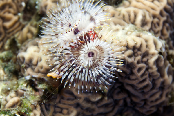 Albero di natale worm mar rosso acqua pesce blu Foto d'archivio © stephankerkhofs