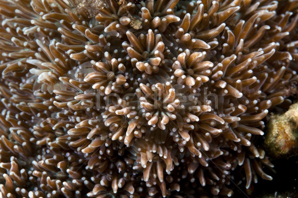 Stok fotoğraf: Detay · mercan · kızıl · deniz · su · balık · mavi