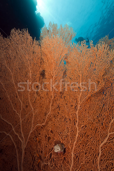 Сток-фото: вентилятор · коралловые · воды · рыбы · природы