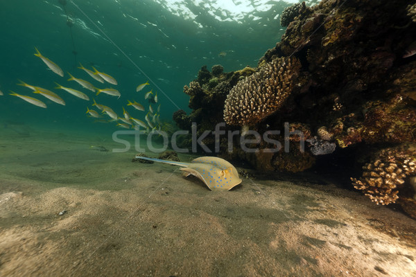 Bluespotted stingray and coral in the Red Sea. Stock photo © stephankerkhofs