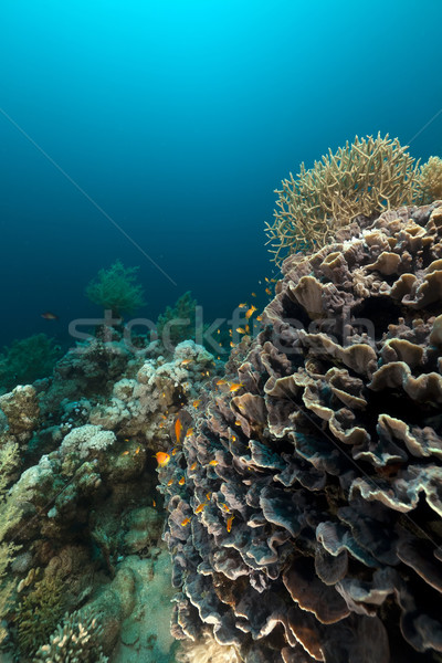 Elefante orecchio corallo mar rosso pesce natura Foto d'archivio © stephankerkhofs