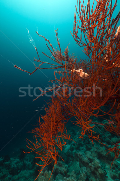 Zwarte koraal rode zee water vis natuur Stockfoto © stephankerkhofs