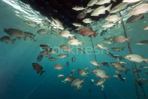 Fish gathering under a floating jetty. Stock photo © stephankerkhofs