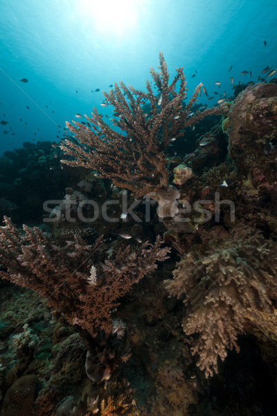 Coral reef and fish in the Red Sea. Stock photo © stephankerkhofs