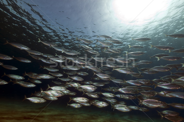Striped mackerel (rastrelliger kanagurta) in the Red Sea. Stock photo © stephankerkhofs