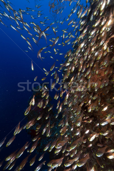 Mar rosso acqua pesce natura panorama Foto d'archivio © stephankerkhofs
