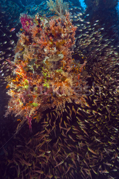 Golden sweepers (parapriacanthus ransonneti) in the Red Sea. Stock photo © stephankerkhofs