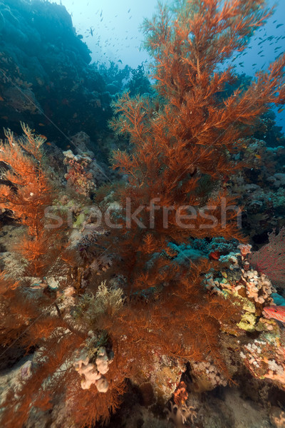 Stok fotoğraf: Siyah · mercan · tropikal · kızıl · deniz · balık · manzara