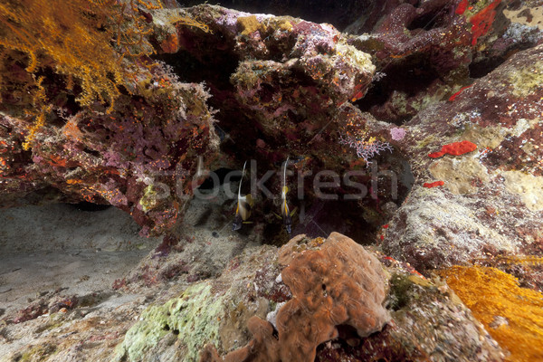 Foto d'archivio: Tropicali · mar · rosso · pesce · panorama · mare · sfondo