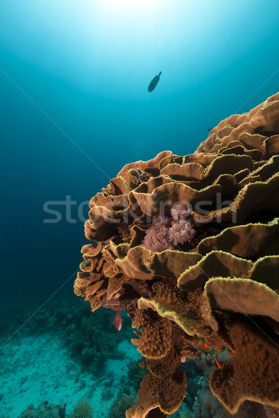 Olifant oor koraal rode zee vis natuur Stockfoto © stephankerkhofs