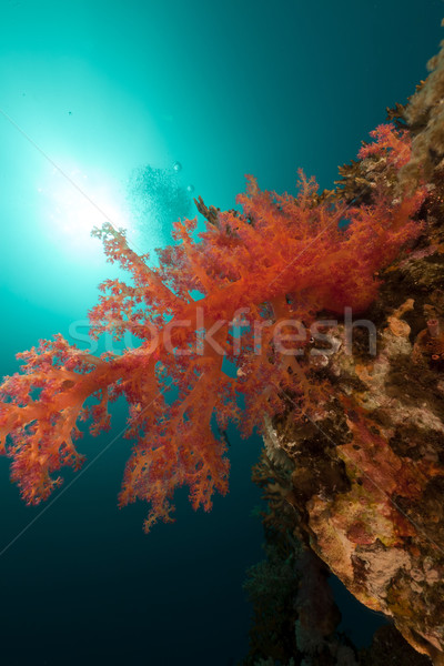 Stok fotoğraf: Tropikal · sualtı · manzara · kızıl · deniz · su · balık