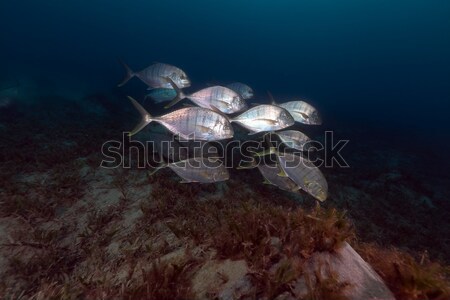 Barred trevally (carangoides ferdau) in the Red Sea. Stock photo © stephankerkhofs