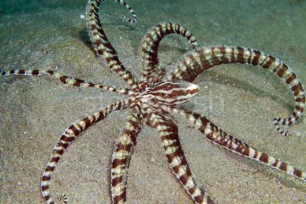 Mimic octopus (thaumoctopus mimicus) in the Red Sea. Stock photo © stephankerkhofs