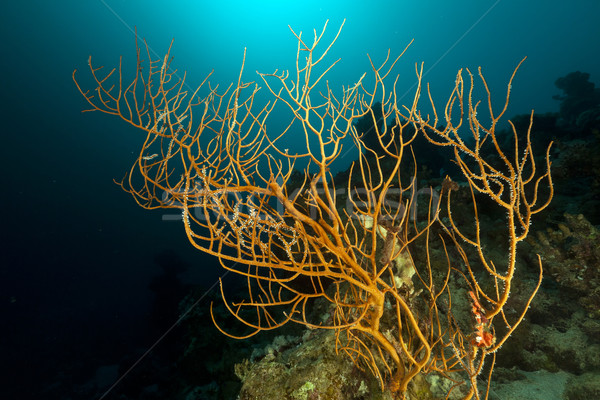 Branching black coral (anthipathes dichotoma) in the Red Sea. Stock photo © stephankerkhofs