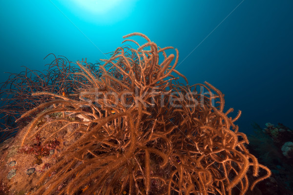 Sea plume (rumphella cf. aggregata) in the Red Sea. Stock photo © stephankerkhofs