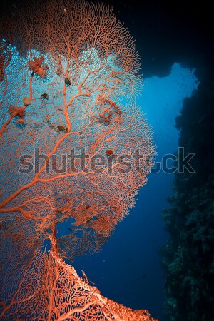 Foto d'archivio: Tropicali · mar · rosso · pesce · panorama · mare · sfondo