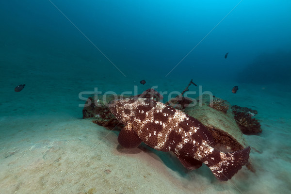 Malabar grouper (epinephelus malabaricus)  in the Red Sea. Stock photo © stephankerkhofs