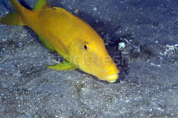 Yellowsaddle goatfish in the Red Sea. Stock photo © stephankerkhofs