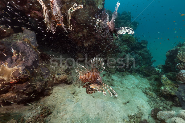 Lionfish (pterois miles) hunting in the Red Sea. Stock photo © stephankerkhofs