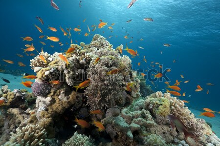 Peixe tropical mar vermelho água sol natureza Foto stock © stephankerkhofs