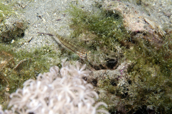 Eyebar goby (gnatholepis anjerensis) in the Red Sea. Stock photo © stephankerkhofs