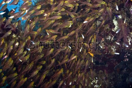 Glassfish and fusiliers in the Red Sea. Stock photo © stephankerkhofs