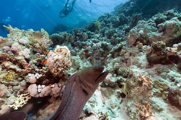 Giant moray and tropical reef in the Red Sea. Stock photo © stephankerkhofs