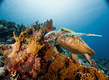 Goldband fusilier juv. (pterocaesio chrysozona) in the Red sea. Stock photo © stephankerkhofs